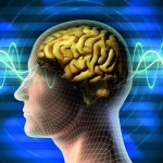 Beynimizin Keşfedilmemiş Köşeleri Nörobilimde Son Gelişmeler